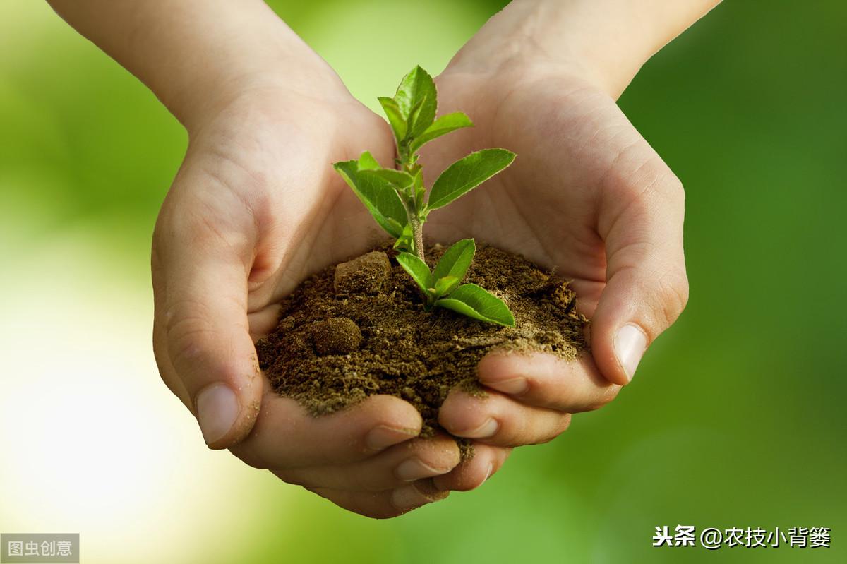 植物生长调节剂和赤霉酸_赤霉素促进植物生长_赤霉素是植物生长调节剂